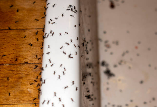 Best Pest Removal Services  in Garland, NC