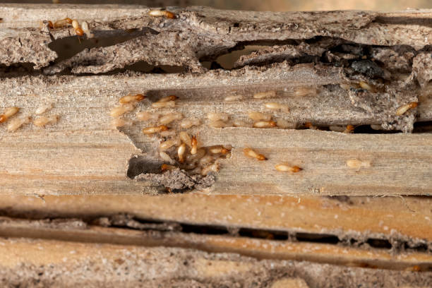 Best Cockroach Control Services  in Garland, NC
